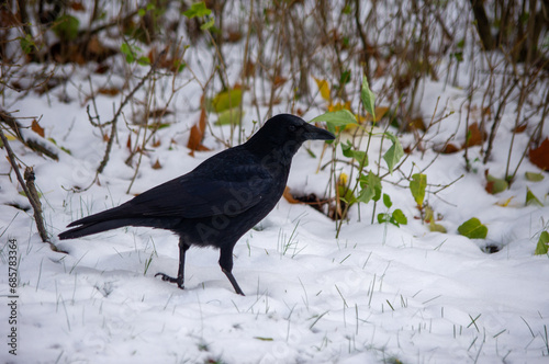 Rabe im Schnee