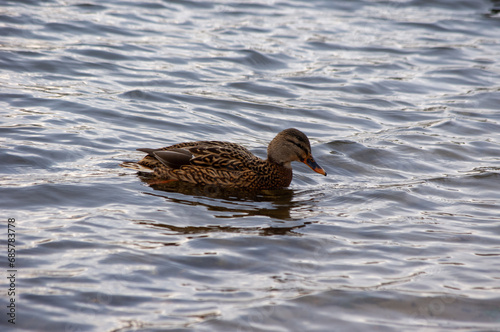 Ente schwimmt im Wasser