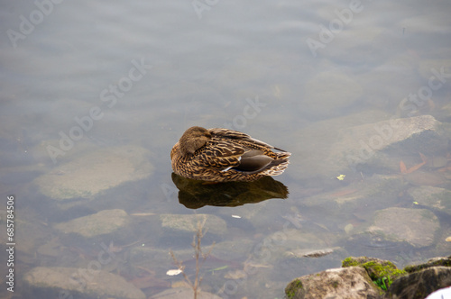 Ente im Wasser putzt sich