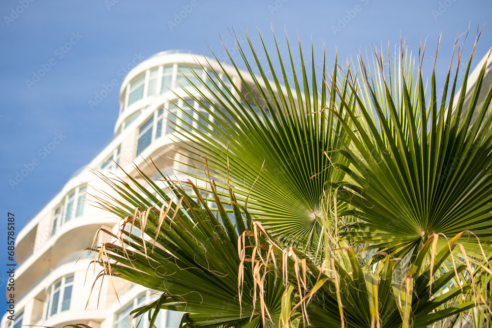 green palm leaves against blue sky
