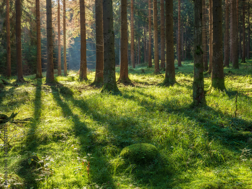 Obraz premium Natural green Forest of Spruce Trees in the warm light of the morning sun