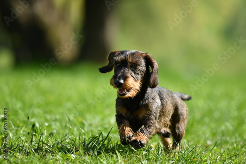 rennender Rauhhaardackel 