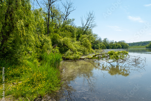 lake scenery, trees around the lake, fallen tree in water, landscape by the lake