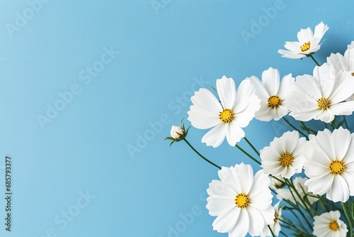 Top view white cosmos flowers on blue background