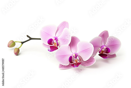 Pink orchid flowers isolated on white background