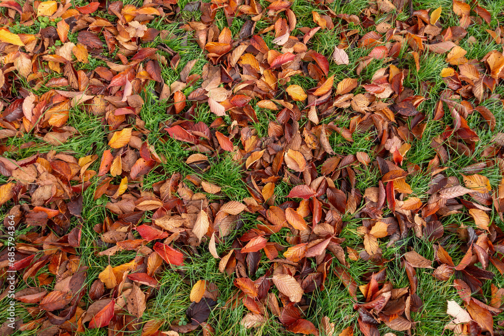 Autumnal fallen brown beech leaves on green grass. Background.