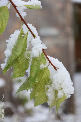 leaves partly covered with snow