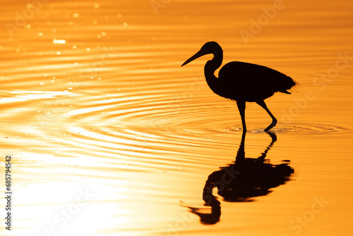 Western reef heron during sunrise at Eker creek