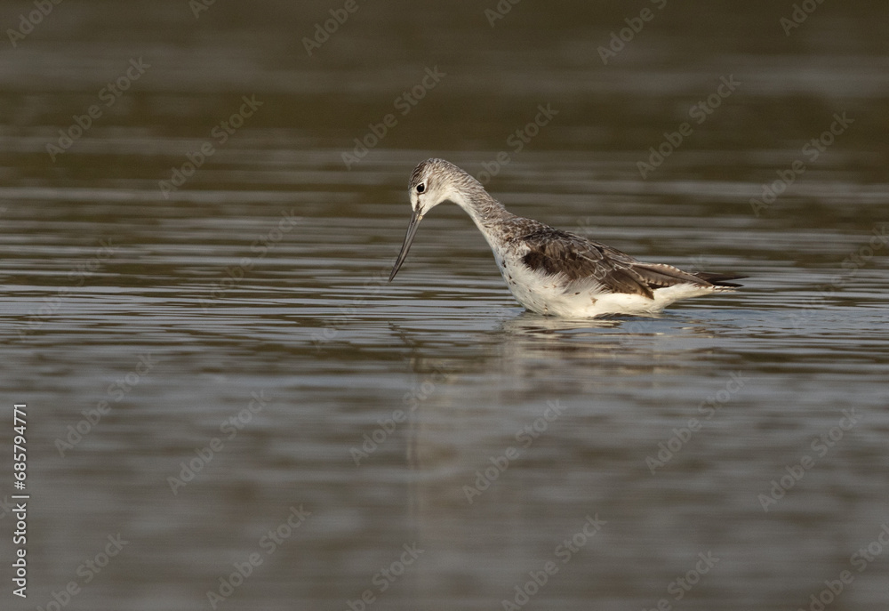 Common Greenshank feeding at Eker, Bahrain Common Greenshank feeding at Eker, Bahrain