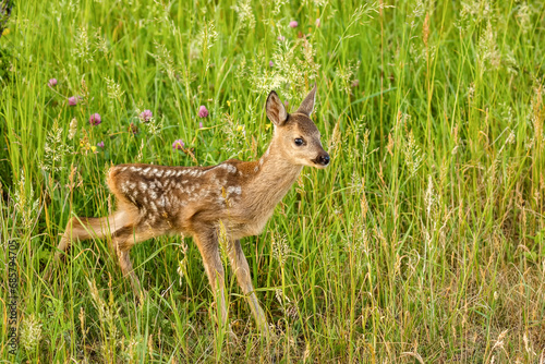 Fototapeta Naklejka Na Ścianę i Meble -  A small doe standing in a meadow with tall grass and flowers in summer.