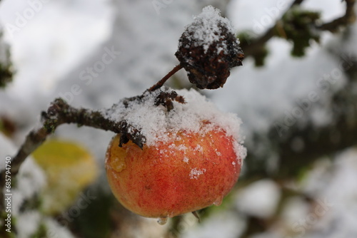 red apple in snow