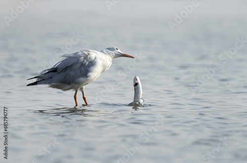 Sender-billed seagull dropped the fish at Tubli bay, Bahrain