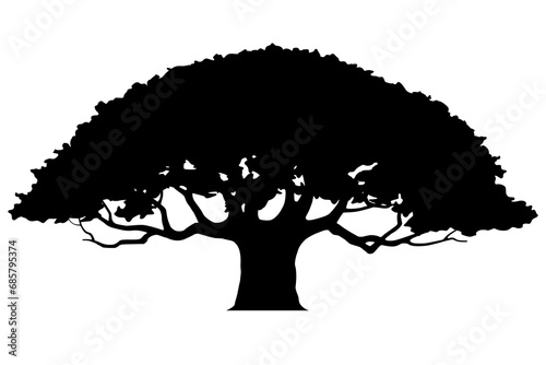 Silhouette of a deciduous tree. Old Oak