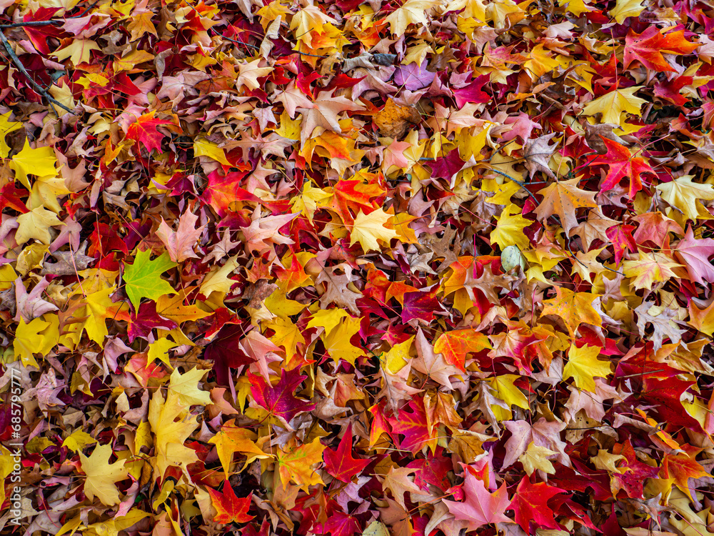 Details of some colorful maple leaves lying on the ground during autumn Details of some colorful maple leaves lying on the ground during autumn