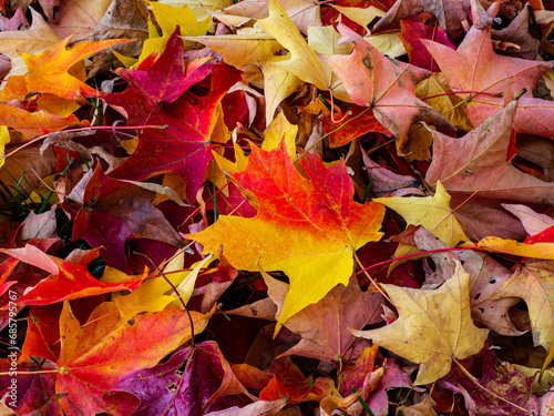 Details of some colorful maple leaves lying on the ground in autumn