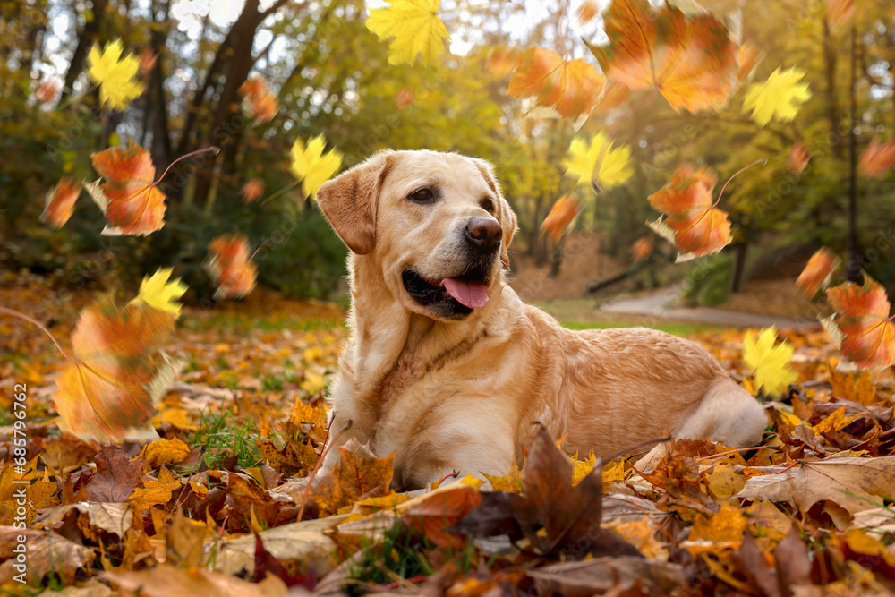 Cute Labrador Retriever dog under falling leaves in park. Autumn walk Cute Labrador Retriever dog under falling leaves in park. Autumn walk