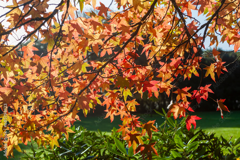 Foliage on a Liquidambar tree branch displaying vibrant Autumn colour in Stanley Park, Gosport, Hampshire, UK Foliage on a Liquidambar tree branch displaying vibrant Autumn colour in Stanley Park, Gosport, Hampshire, UK