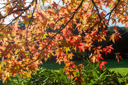 Foliage on a Liquidambar tree branch displaying vibrant Autumn colour in Stanley Park, Gosport, Hampshire, UK