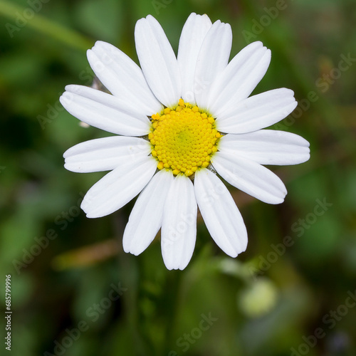 White wild field flowers  Natural flower