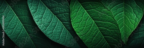 lush dark green leaf background