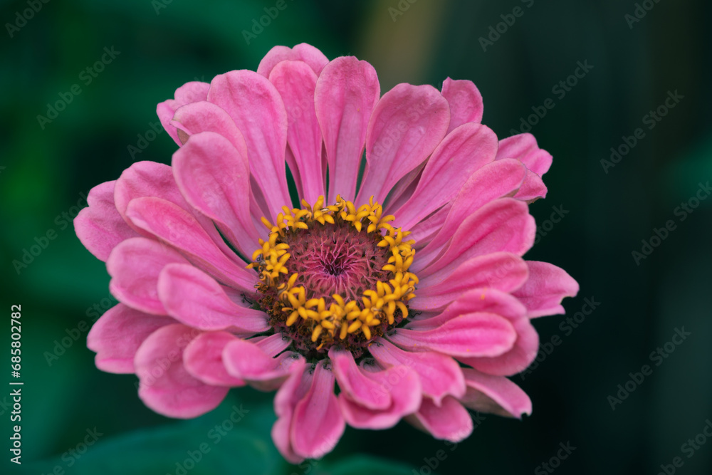 Fototapeta premium Zinnia elegans, youth-and-age, common zinnia, elegant zinnia