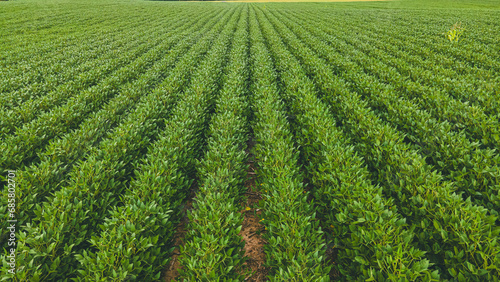 Crops growing in the summer heat in Wisconsin