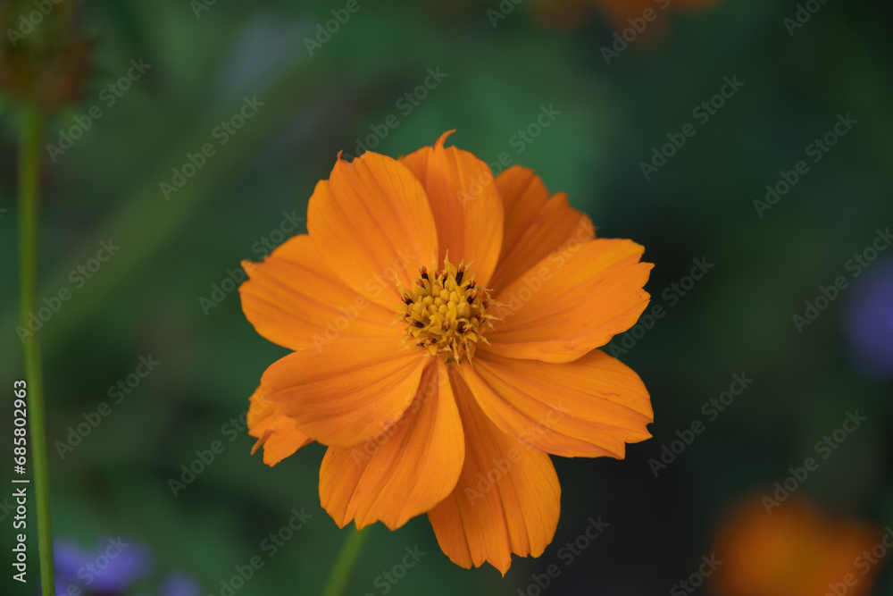 Cosmos sulphureus, sulfur cosmos, yellow cosmos Cosmos sulphureus, sulfur cosmos, yellow cosmos