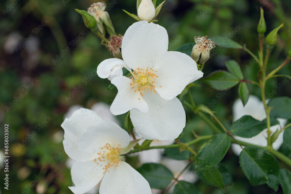 Rosa pimpinellifolia, the burnet rose