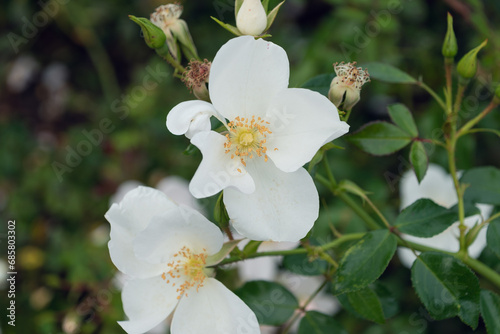 Rosa pimpinellifolia, the burnet rose