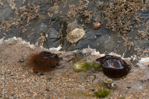 Rockpool with beadlet anemone,s coraline algae, topshell and limpets photo