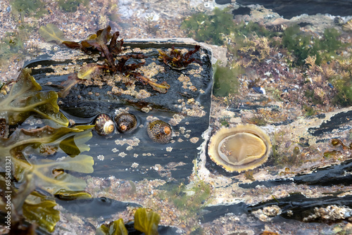 Topshells and upturned limpet in rockpool