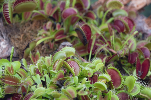 The Venus flytrap  Dionaea muscipula 