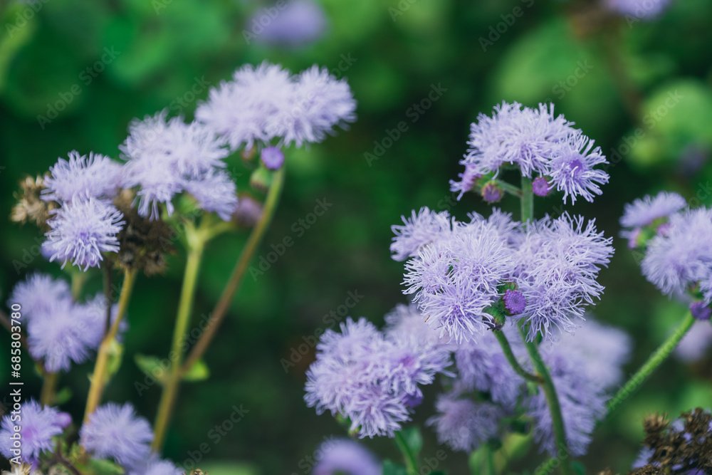 Ageratum, whiteweed Ageratum, whiteweed