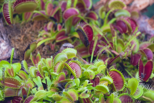 The Venus flytrap (Dionaea muscipula)