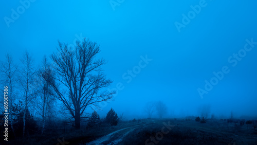 Silhouettes of trees in the fog. Dramatic landscape. Halloween concept.