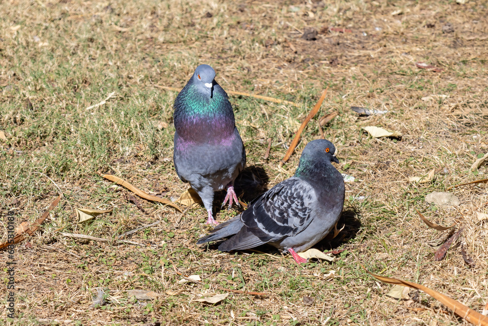 Fototapeta premium A male pigeon (Columbidae) courting a female pigeon