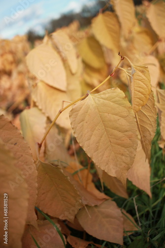 autumn leafes