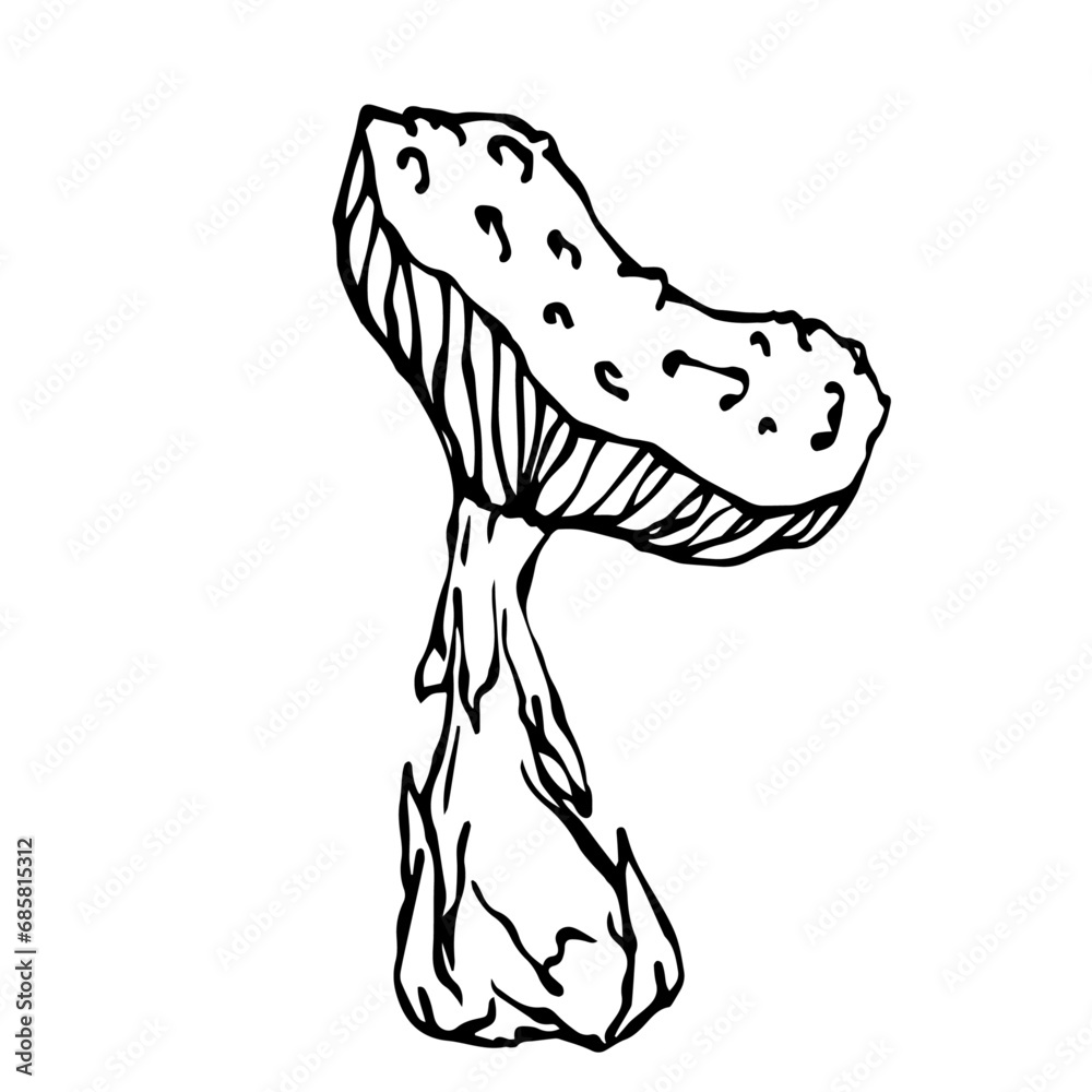 Linear sketch,doodle of forest mushroom fly agaric.Vector decorative element. Linear sketch,doodle of forest mushroom fly agaric.Vector decorative element.