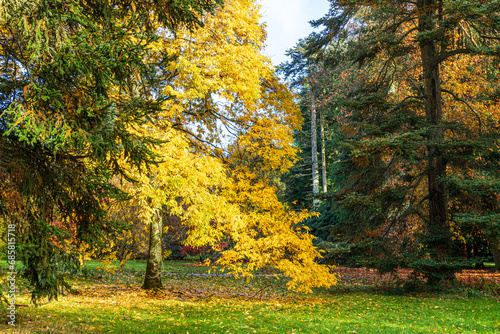Autumn colours in the Royal Forest of Dean - Nature in autumn - Bitternut Hickory (Carya cordiformis) in the Cyril Hart Arboretum near Speech House, Gloucestershire, England UK photo