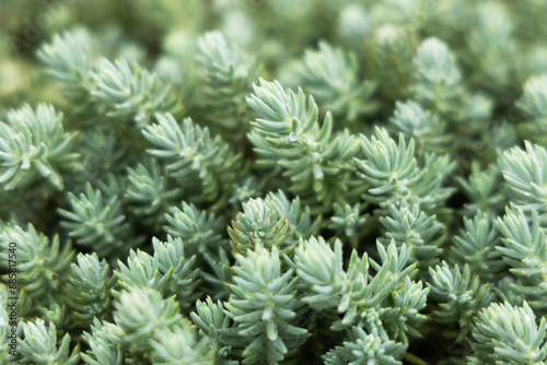 Beautiful green background of succulents.