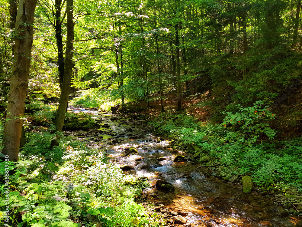 Fototapeta premium Mountain stream in the forest.