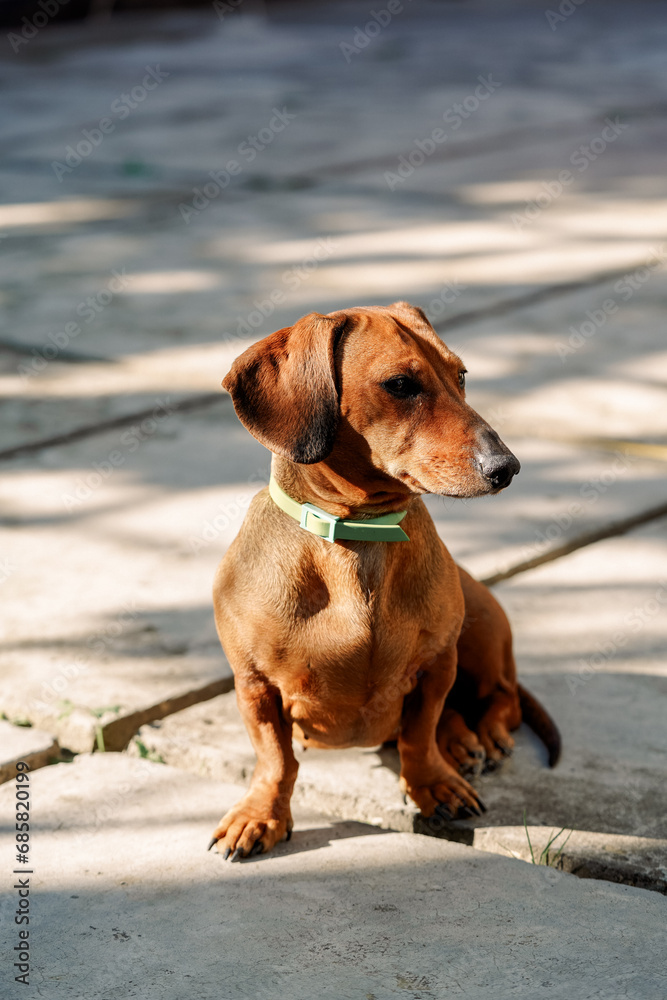 red mini dachshund in a green collar, sunlight and shadows, no people, close-up