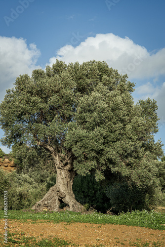 Large and ancient olive tree in the Valley of the Temples in Agrigento in Sicily, Italy.