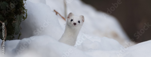 Ermine, Ermellino , (Mustela erminea)