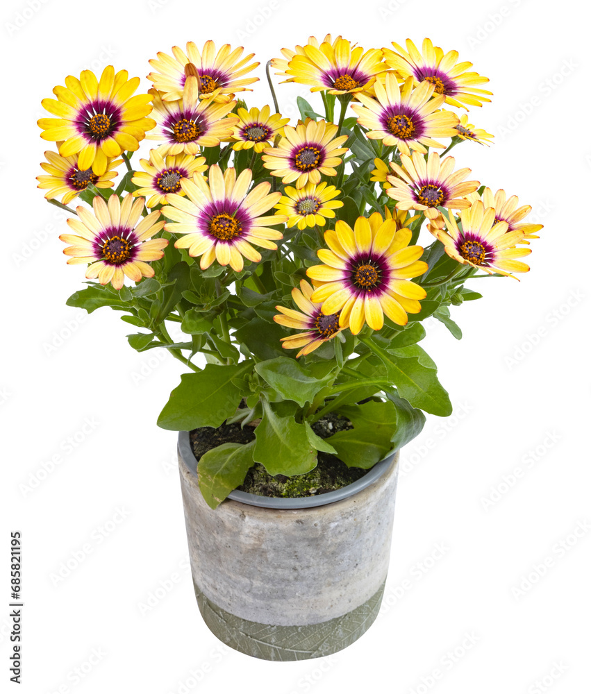 Fototapeta premium Dimorphotheca en pot 