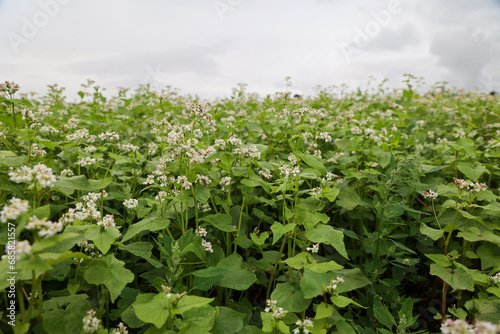 buckwheat field