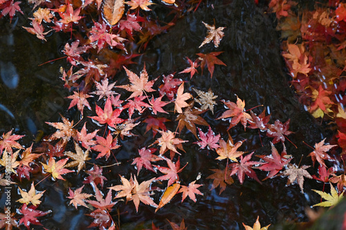 紅葉した紅葉