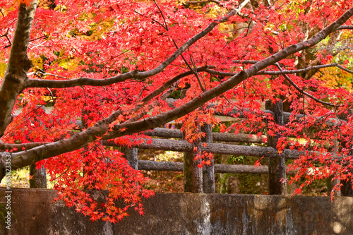 紅葉した紅葉 photo