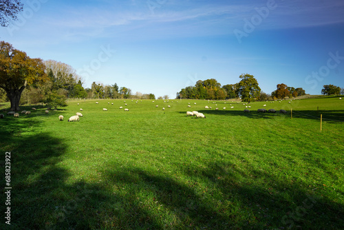 Picturesque large meadow with grazing sheep in Dear Park Eastnor Castle near Ladbury