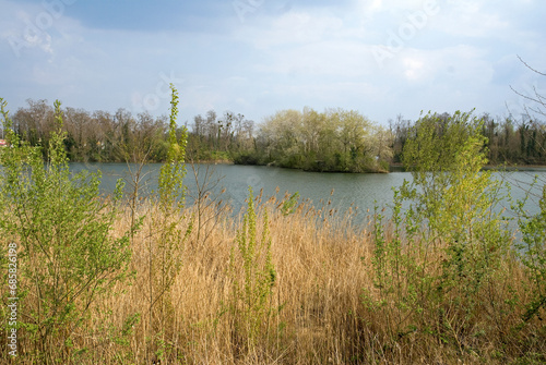 Phragmates australis, Roseau, Lacs de Viry Chatillon et Grigny, Lacs revivifiés, sites naturels protégés, 91, Essonne, France